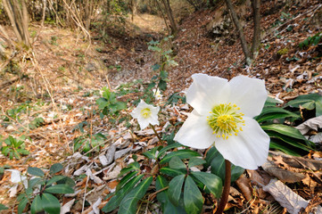 Hellebore (Helleborus niger) flowers in their habitat