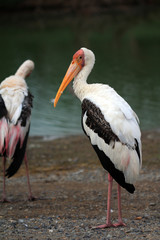 Great White Pelican (Pelecanus onocrotalus)