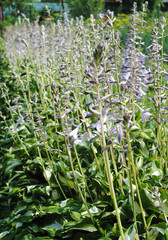 Hosta flower (Funkia) in bloom