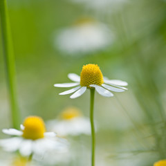 kamillenblüte