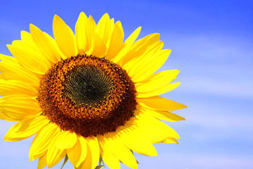 Obraz premium Sonnenblume mit blauem Himmel