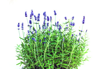 lavendel light