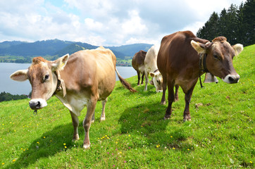 Naklejka na ściany i meble Szwajcarskie krowy na łąki alpejskie