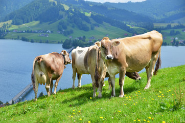 Fototapeta na wymiar Szwajcarskie krowy na łąki alpejskie
