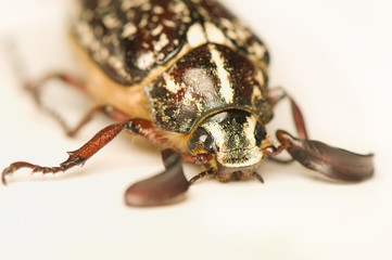 Polyphylla fullo
