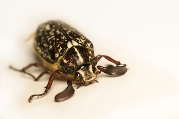 Polyphylla fullo