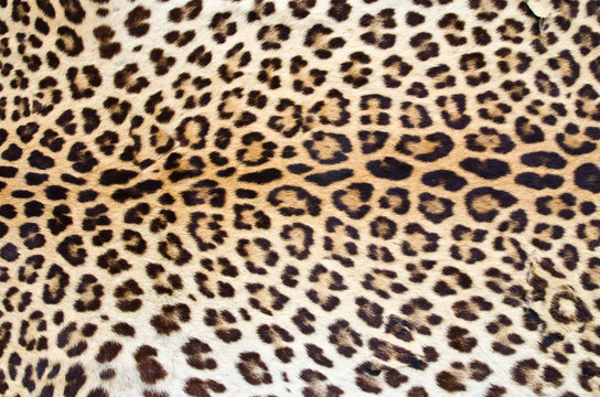 Leopard Print Images – Browse 165,150 Stock Photos, Vectors, and Video |  Adobe Stock