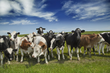 Fototapeta na wymiar Krowy na łące