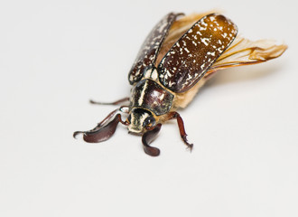 Polyphylla fullo