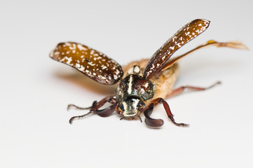 Polyphylla fullo