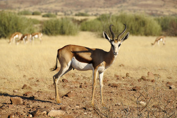Springbock- cantidorcas marsupialis