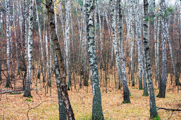 La forêt est bouleau en automne