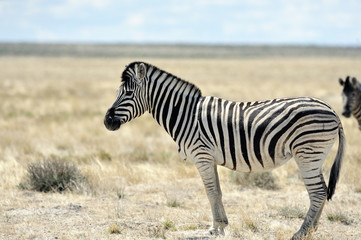 Obraz na płótnie Canvas Zebra 2