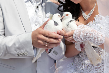 Wedding pigeons in hands of the groom and the bride