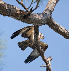 Osprey with Mackerel in Tree at Gulf Islands National Seashore