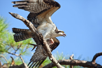 Osprey with Fish Landing on Pine Tree