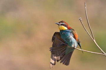 european bee eater (Merops Apiaster)