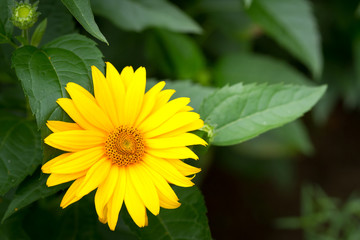 Yellow Gerber flower in the garden