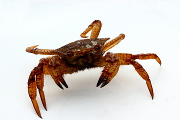 sea crab