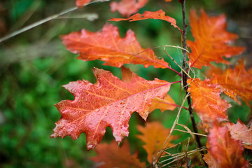 Autumn Fall Leaves