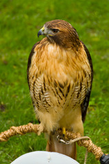 Yellow Hawk