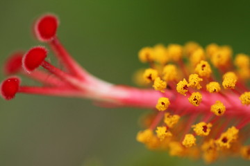 Hibiskus © Ulf Dressen