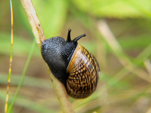 Closeup of snail with house on straw