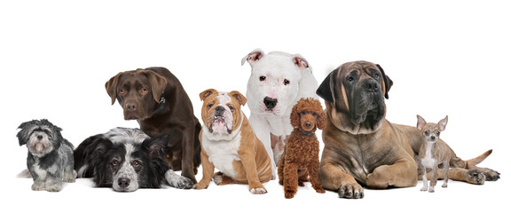 Group of eight dogs