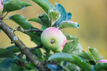 Grüner Apfel an einem Ast