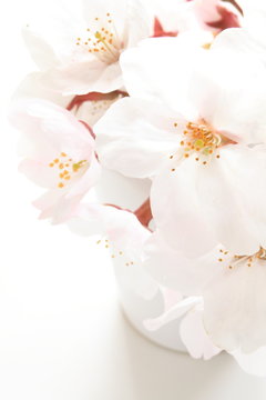 close up of Sakara for spring in japan image with copy space