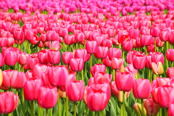 Fototapeta premium Tulips field