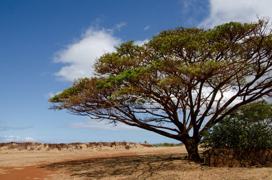 Beautiful pod tree near Russian Fort Elizabeth, Kauai