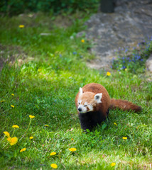 Curious red panda