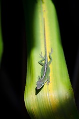 Fototapeta premium Green Anole on ti plant near Opaekaa falls