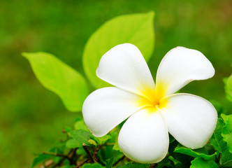 Frangipani