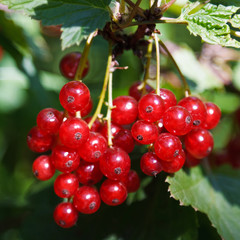 The currant  (square)