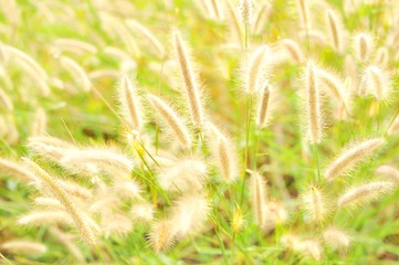 marram grass with a glowing