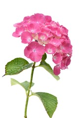 Naklejka na ściany i meble Różowa hortensja z liśćmi na białym tle