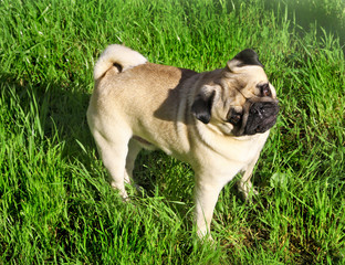 Dog Pug