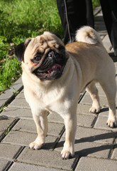 Obraz premium Dog Pug