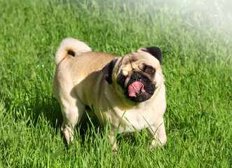 Dog Pug