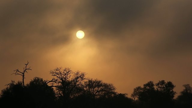 Drifting mist at sunrise with tree silhouettes