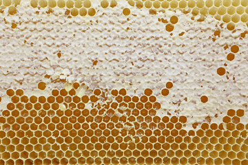 Honeycomb