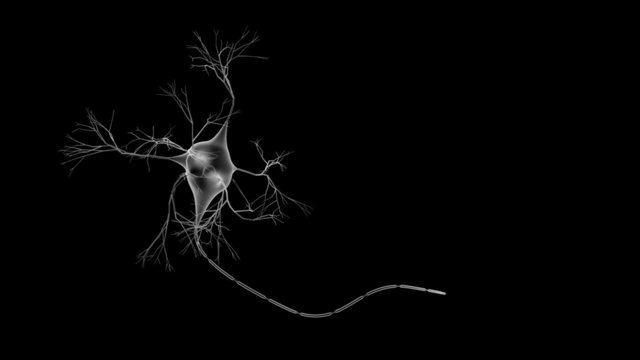 A single neuron growing, with labels.
