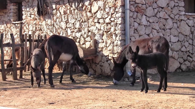 Group of donkeys on the farm