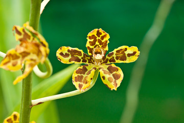 beautiful purple orchid