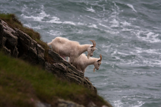 Wild Kasmir Goats