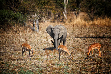 elephant and impala