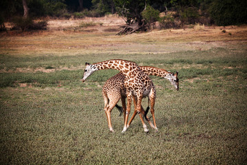 giraffe fighting