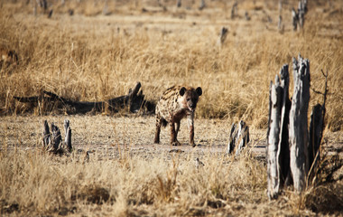 spotted hyena